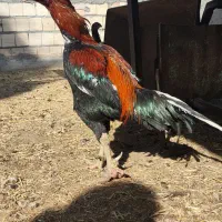 جوجه لاری اوشامو مرغ و خروس اصل دانگ بالا|حیوانات مزرعه|زاهدان, |دیوار