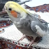 عروس هلندی گم شده
