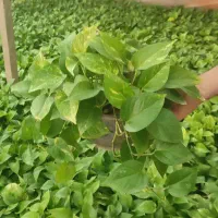 فروش گل و گیاه عمده و تک|گل و گیاه طبیعی|قم, زنبیل آباد|دیوار