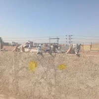 11عدد کفتر غریب|پرنده|بجنورد, |دیوار