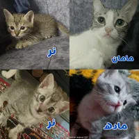 واگذاری بچه گربه