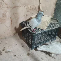 کفتر صید|پرنده|اسفراین, |دیوار