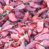 فلفل قرمز|خوردنی و آشامیدنی|سبزوار, امیریه|دیوار