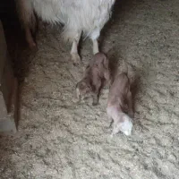 فروش بزغاله شیری شهرضا