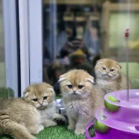 گربه اسکاتیش