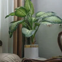 گل آپارتمانی دیفن باخیا