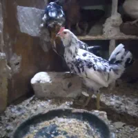 جوجه مرغ گلین کوچ شو قوب دار ریشو|حیوانات مزرعه|قم, نوبهار|دیوار