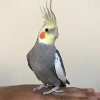 عروس هلندی نر
