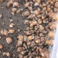 حلزون|خزنده|تهران, خرمشهر|دیوار