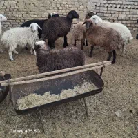 بره|حیوانات مزرعه|فرمهین, |دیوار