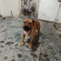 واگذاری سگ پیت بول|سگ|کرمانشاه, |دیوار