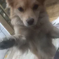 یک قلاده سگ پامر اشپیدز|سگ|تهران, جوادیه تهرانپارس|دیوار