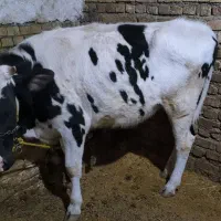 تلیسه و گوساله