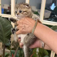 پیشی پیشی های ناز|گربه|گرگان, |دیوار