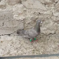 پرنده|پرنده|مسجد سلیمان, |دیوار