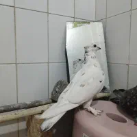 کبوتر|پرنده|کرج, پیشاهنگی|دیوار