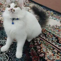 گربه|گربه|امیدیه, |دیوار