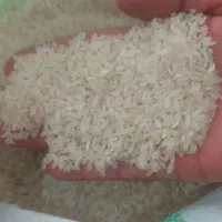 برنج کامفیروزی تازه‌کوب و خوش‌عطر