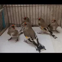 جوجه سهره کرمونی