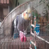 فروش عروس هلندی