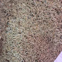 جو حیوانی ۲تن