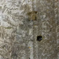 دو فرش ۱۲متری ۱۰۰۰شانه|فرش|آمل, |دیوار