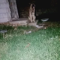 سگ پژدر ۵ ماهه