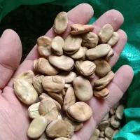 باغله شامی امسالی