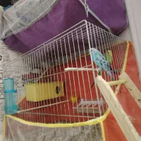 مرغ عشق کار داده