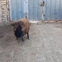 بره قوچ همو