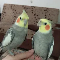 عروس هلندی نر