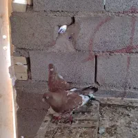 کلی ای جفت نر ماده جفت|پرنده|چمران, |دیوار