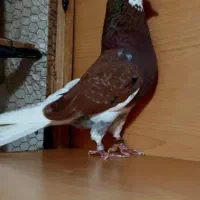 کفتر شازده گمشده