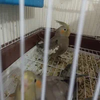 جوجه عروس هلندی|پرنده|شیراز, شریف‌آباد|دیوار