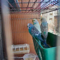 مرغ عشق|پرنده|سیرجان, |دیوار