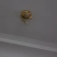 لوستر ابکاری طلا|لوستر و چراغ آویز|اهواز, زیتون کارمندی|دیوار