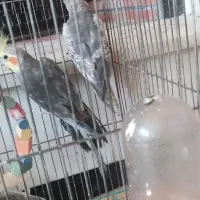 یک جفت عروس هلندی