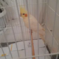 عروس هلندی