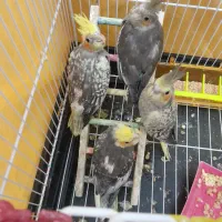 ۴عدد جوجه عروس هلندی ۲ماهه