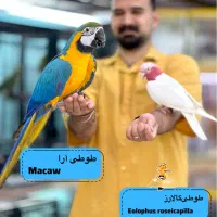 فروش انواع طوطی‌سانان خاص و دستی فروشگاه هدهد
