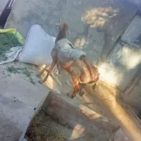 یک عدد قوچ بزرگ فروشی|حیوانات مزرعه|نرماشیر, |دیوار