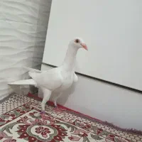 کبوتر