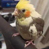 گمشده عروس هلندی|پرنده|اصفهان, گلزار|دیوار