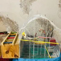 یک جفت عروس هلندی  بهمراه قفس و لانه فروشی