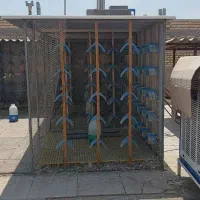 کفتر با قفس و وسایل