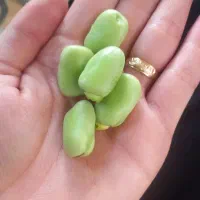 باقله تازه تازه ریز