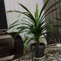 گل و گلدان دکوراسیون