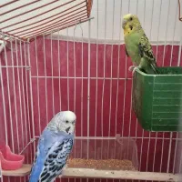 یک جفت مرغ عشق با قفس