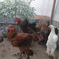 نیمچه خروس دیلگونی