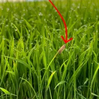 برنج هاشمی درجه یک|خوردنی و آشامیدنی|صومعه‌سرا, |دیوار